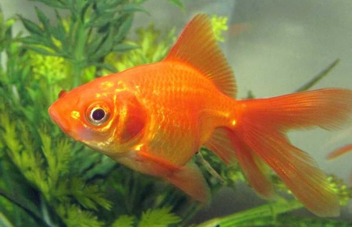 Cum poti preveni imbolnavirea pestilor