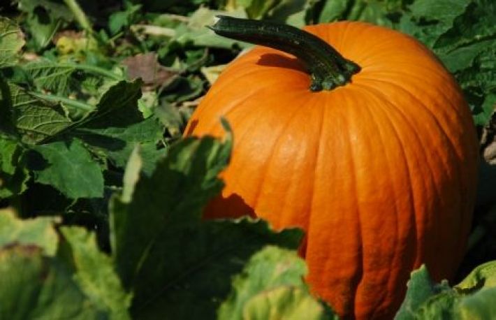 Legume de sezon. Dovleacul, soldat impotriva bolilor grave