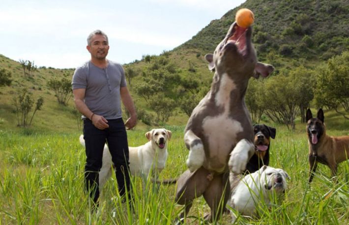 Cum sa alegi un caine de companie?