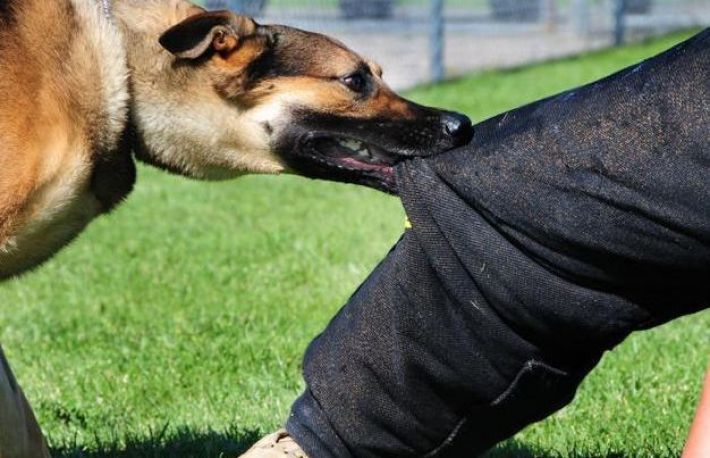 Cum sa reactionezi daca esti atacat de un caine