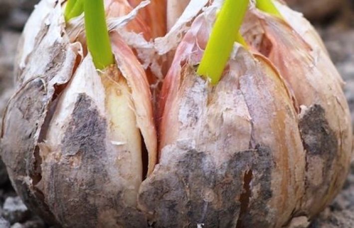 Cum sa folosesti usturoiul ca...insecticid