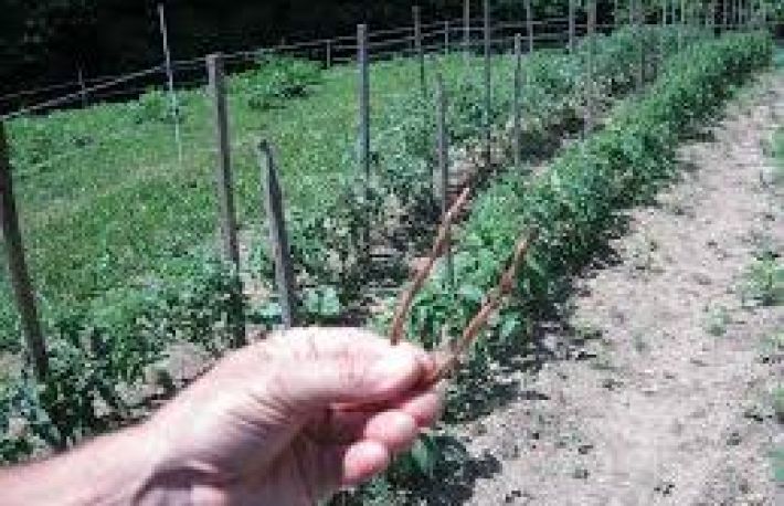 Cum sa ingrijesti ROSIILE. Aplica metoda FIRUL DE CUPRU!