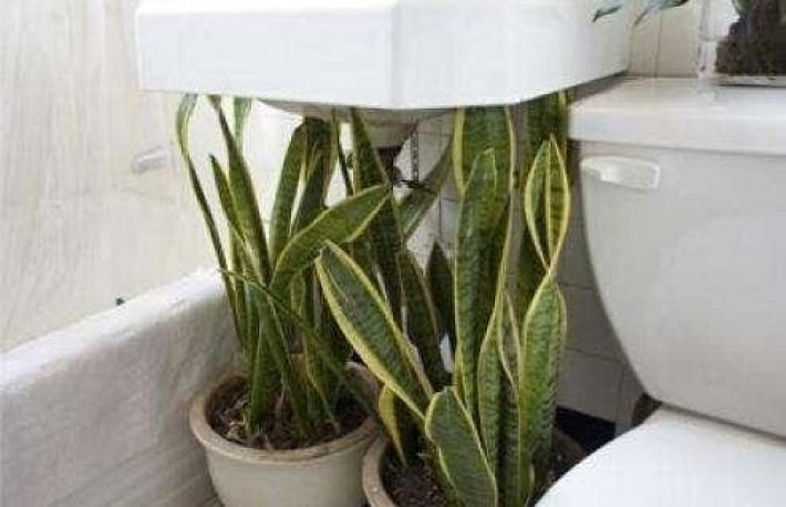 Cum sa alegi plantele potrivite pentru baie