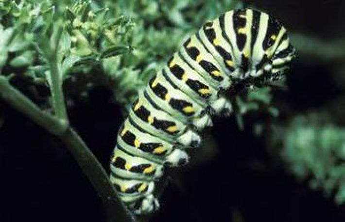 Cum sa scapi de OMIZI. Aplica aceste metode naturale