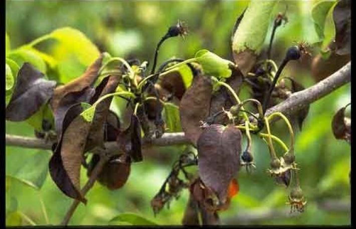 Cum sa mentii POMII SANATOSI. Metoda simpla si fara chimicale