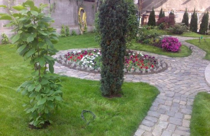 Cum sa cureti o ALEE VECHE din curte