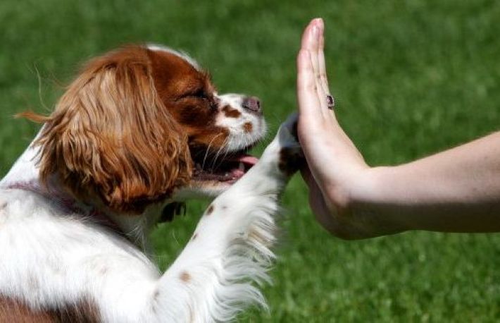 Cainele tau isi face nevoile peste tot? Te invatam cum sa-l dezveti