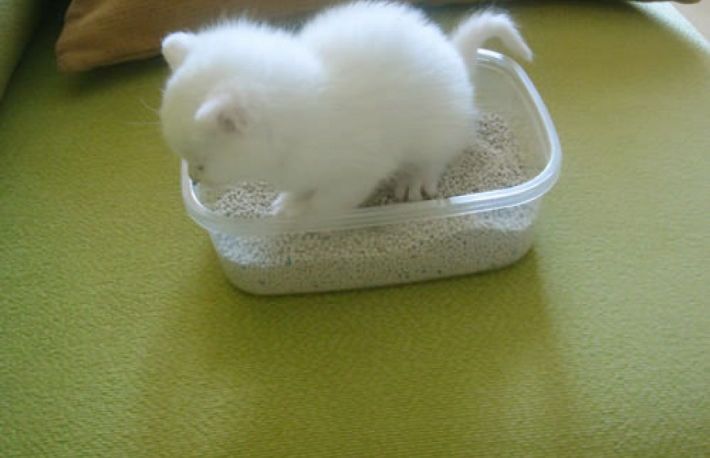 Cum sa iti inveti pisica sa foloseasca ladita de nisip?