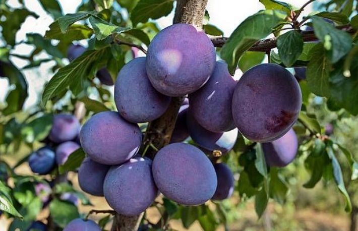 Cum sa culegi PRUNELE