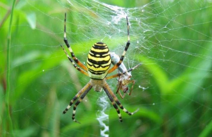 Ai dat peste el in GRADINA? Nu-l omori!