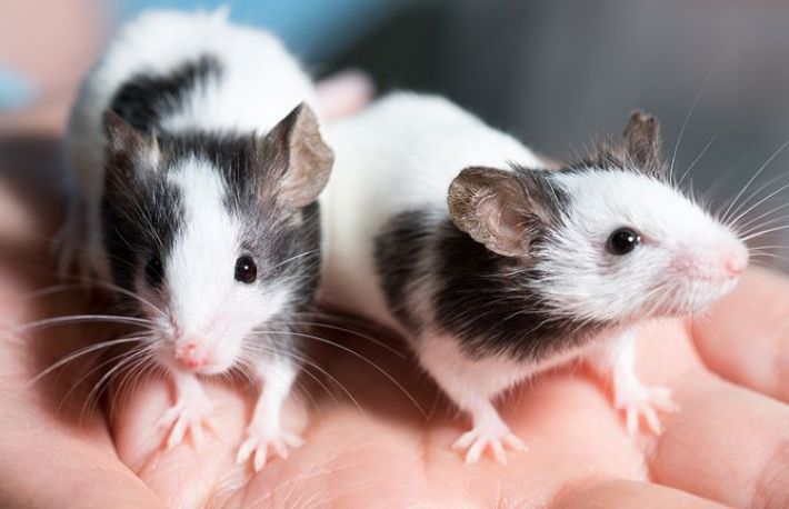 Ce inseamna cand visezi soareci