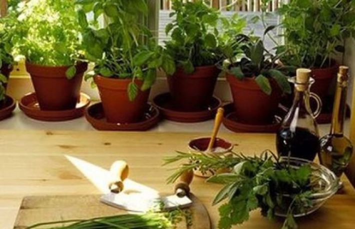 Cum sa faci cel mai bun ingrasamant pentru flori