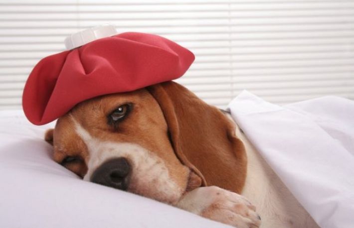 Parvoviroza canina. Ce este si cum se trateaza