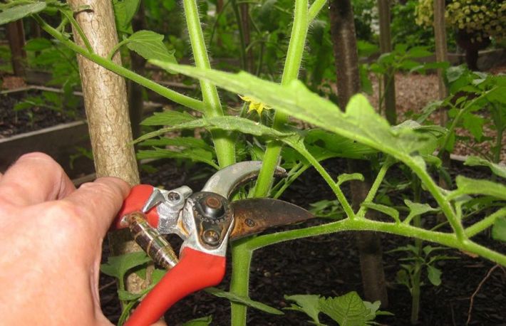 Cum sa copilesti rosiile