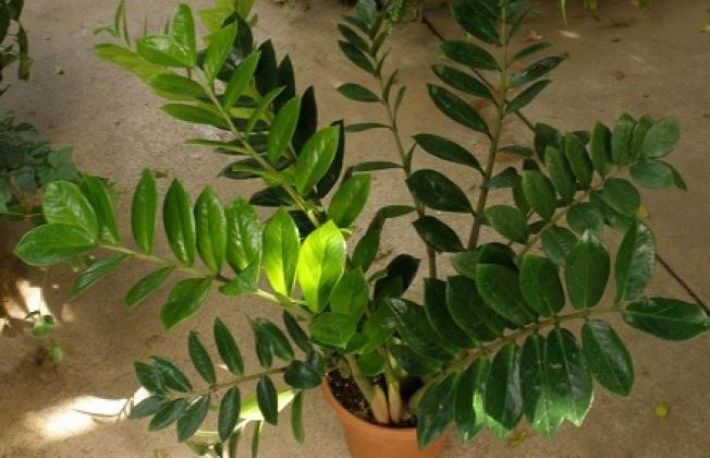 Cum sa ingrijesti plantele de apartament pe timpul iernii