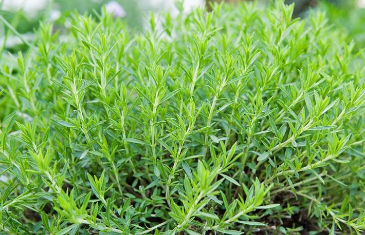 Tarhon - planta aromata cu beneficii uimitoare pentru sanatate