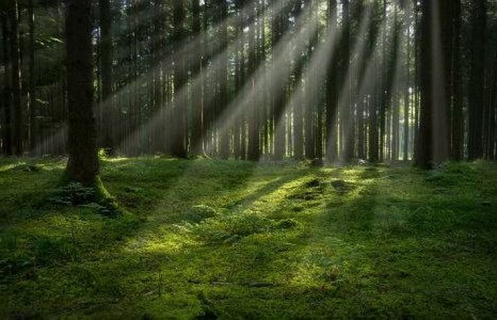 Esti bolnav sau extenuat? Trateaza-te prin silvoterapie