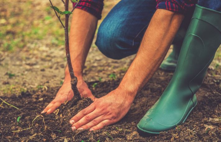 Care este anotimpul indicat pentru replantarea unui copac