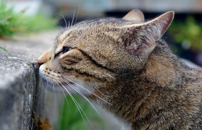 Cum se inlatura mirosul de urina de pisica