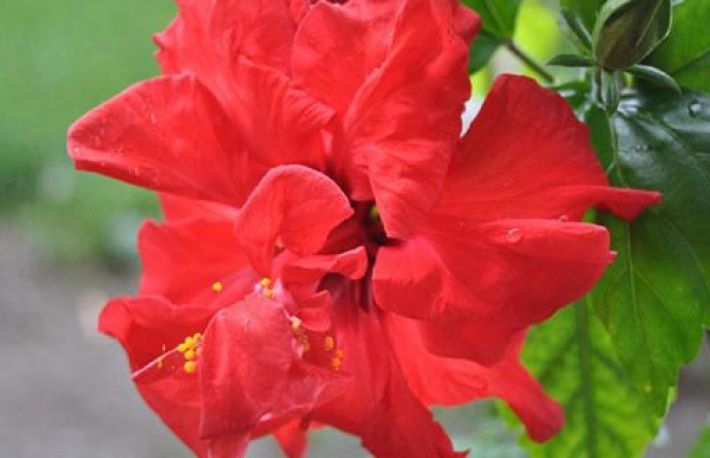 Cum sa ingrijesti trandafirii japonezi