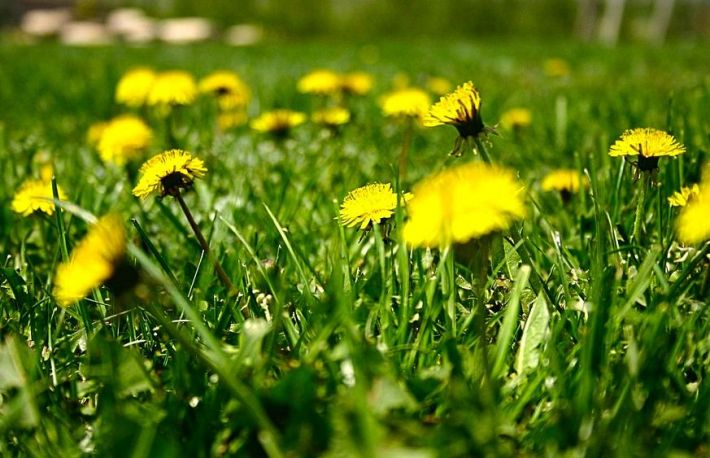 Sanatate. De ce si cum sa consumi papadie