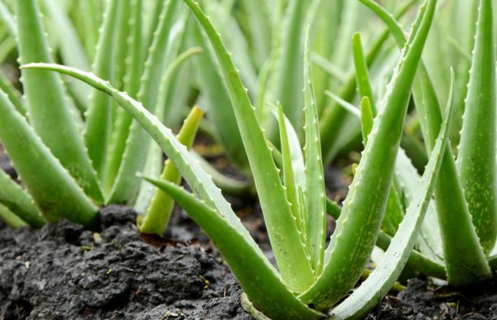 Cum sa tratezi arsurile solare. Foloseste cuburi de gheata pe baza de aloe vera