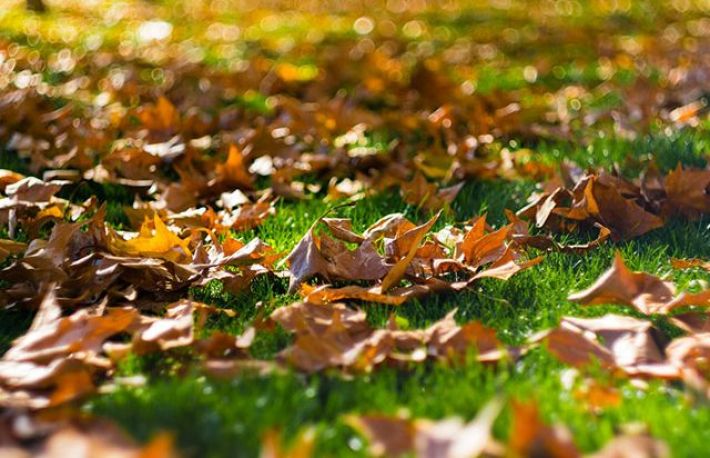 Activitati de toamna. Cum sa cureti gradina