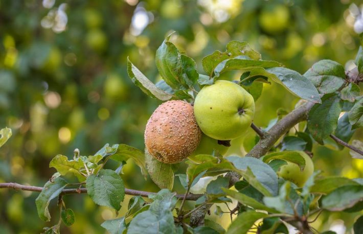 Care sunt bolile copacilor si cum sa le recunosti