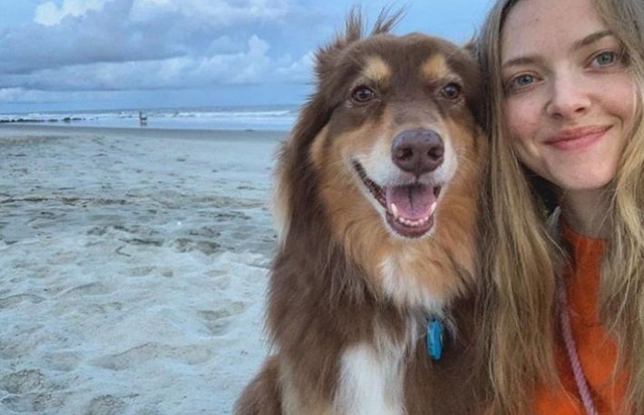 De ce ajunge cainele sa arate ca stapanul? Oamenii de stiinta au gasit raspunsurile