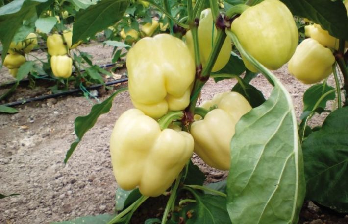 Cum sa cultivi ardei gras in gradina