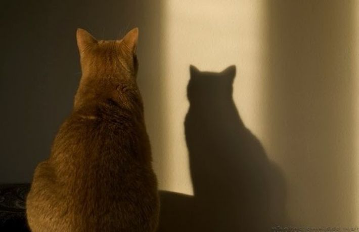 De ce pisicile se uita cu atentie in locuri in care oamenii nu vad nimic