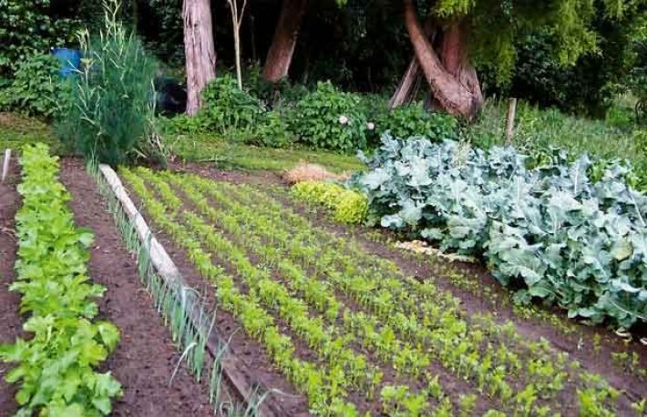 Cum sa ingrijesti GRADINA. Activitati specifice lunii IULIE