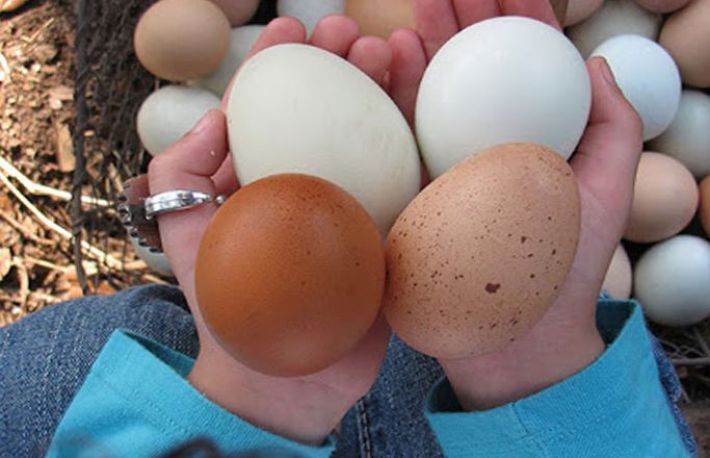 Oul alb vs oul maroniu. Care e diferenta si cum sa le gatesti