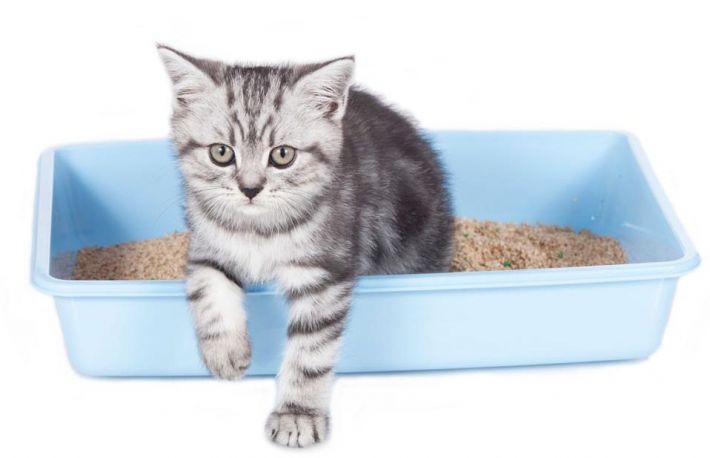 La cat timp se schimba nisipul din litiera