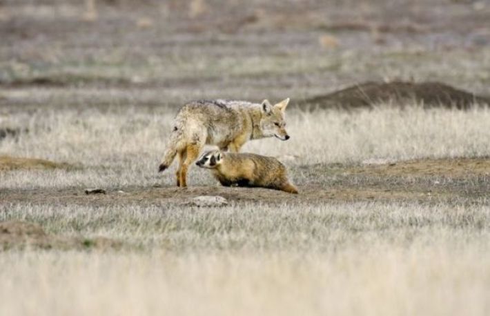 9 fenomene ciudate. Te va cuprinde uimirea