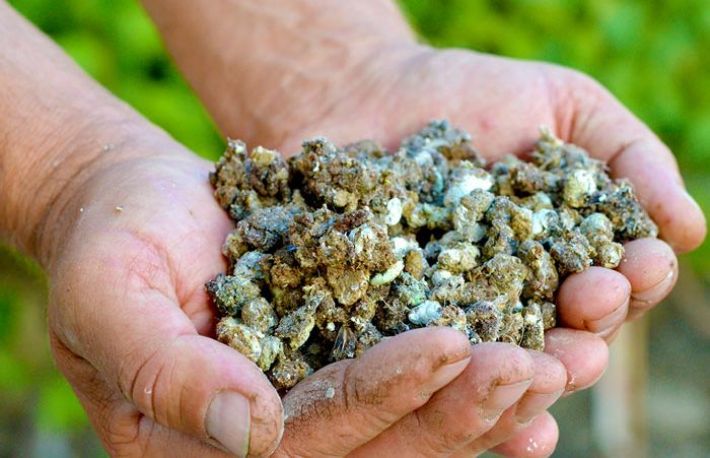 Cum sa ingrasi pamantul. Foloseste gunoi de pasare