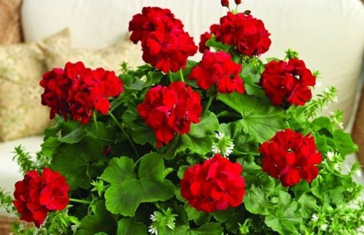 Cum sa ingrijesti muscata. Truc pentru inmultirea florilor