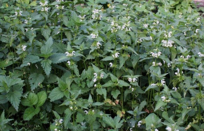 Ce si cum sa tratezi cu urzica moarta