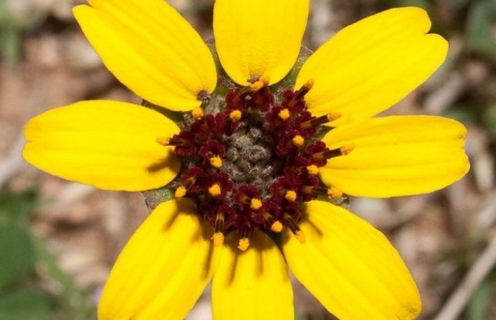 Sfaturi pentru o gradina de basm. Plante care infloresc noaptea
