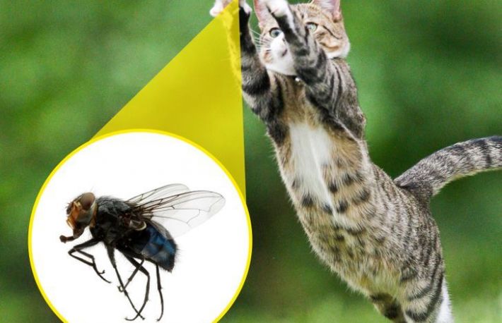 Cum sa scapi de insectele din casa. Metode fara substante chimice