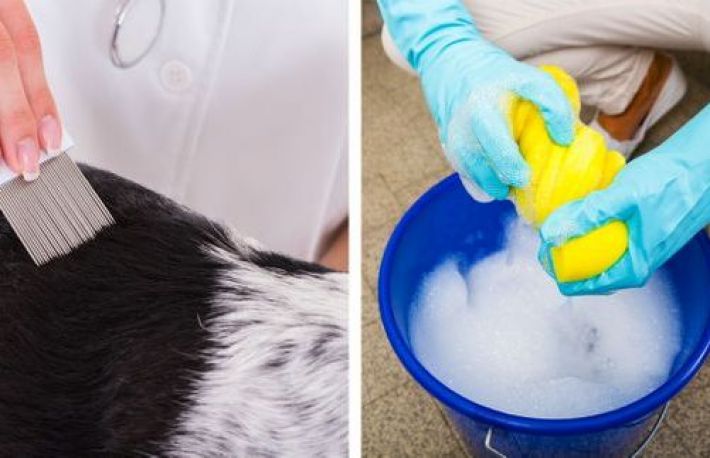 Cum sa aperi animalul de companie de purici. Aceste metode nu dau gres