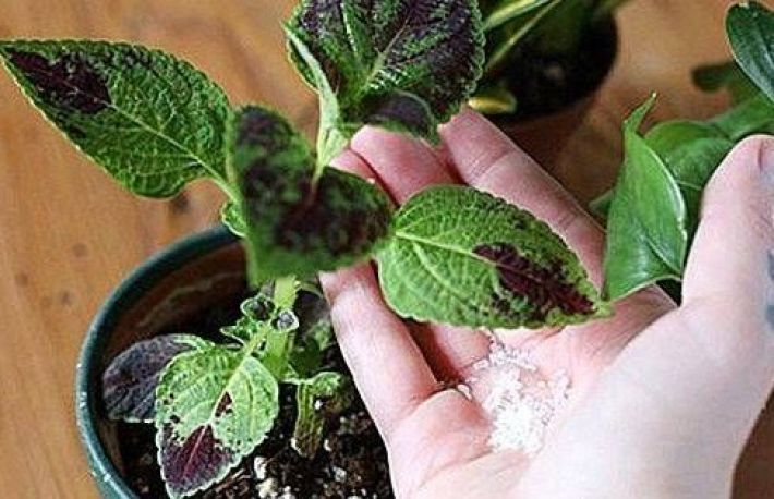 Cum sa ai grija de plantele preferate. Mai simplu nu se poate!