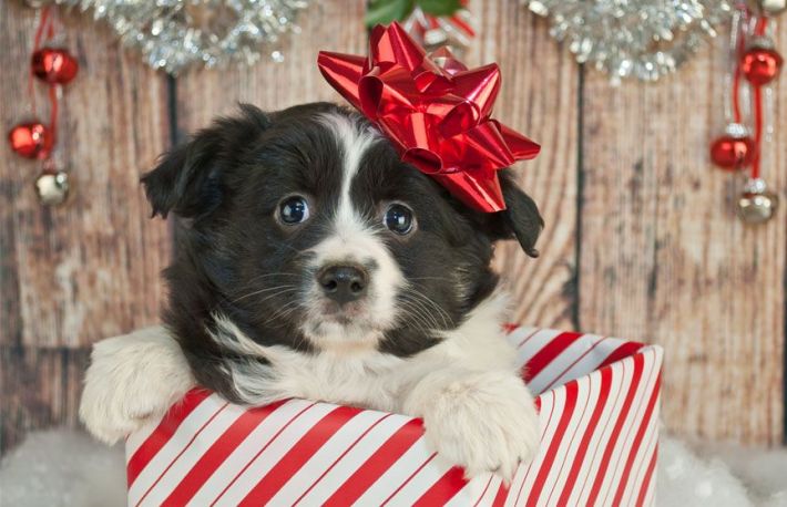 Craciun. Cum sa oferi in dar un caine