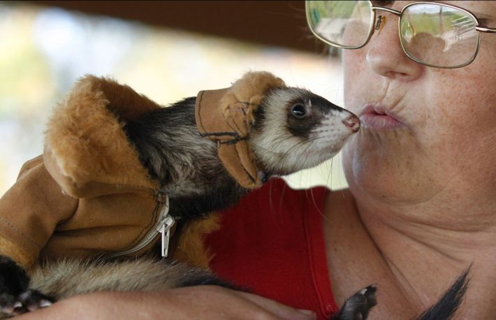 Cum sa intelegi dihorul prin intermediul sunetelor pe care le scoate