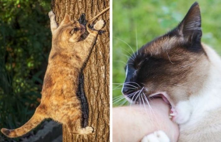 De ce nu este bine sa tai ghearele pisicii