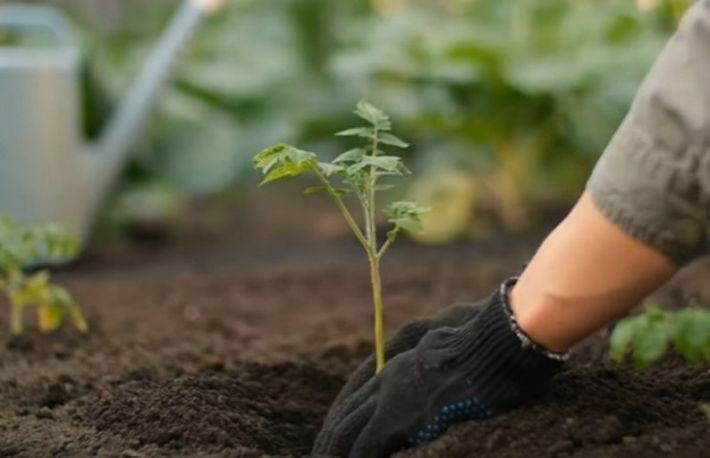 Fertilizare naturala si eficienta! Functioneaza pe orice tip de rasad