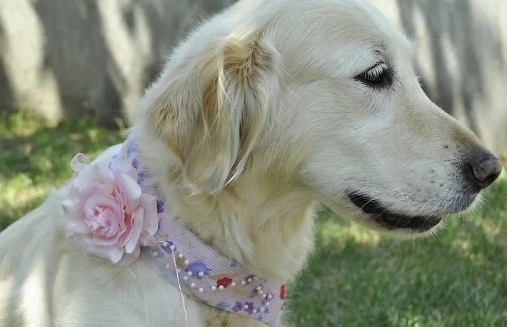 Cum sa faci o zgarda dintr-o camasa veche