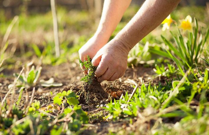 Cum sa distrugi buruiana din gradina. Metode naturale