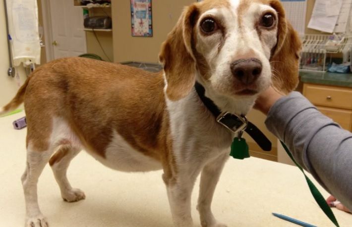 Caini. Cum se trateaza boala Cushing