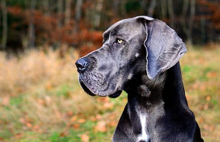 Caini. Cum sa dresezi un Mare Danez